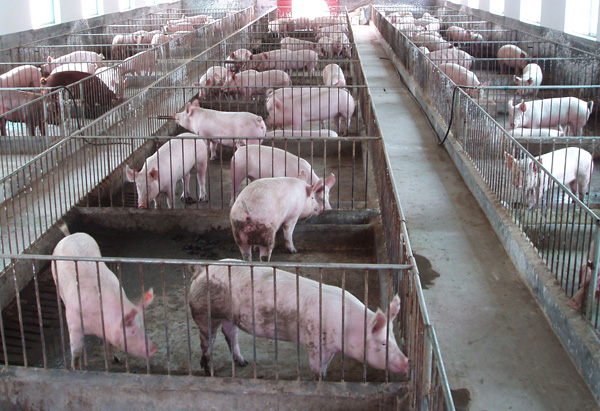 肉價(jià)大“跳水”，跌疼了誰(shuí)？